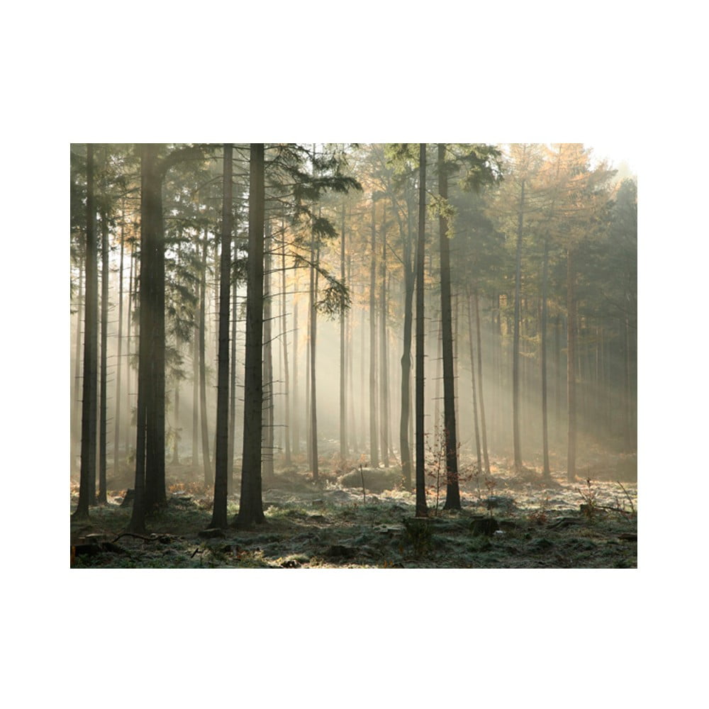 Veľkoformátová tapeta Artgeist Foggy November Morning 200 x 154 cm
