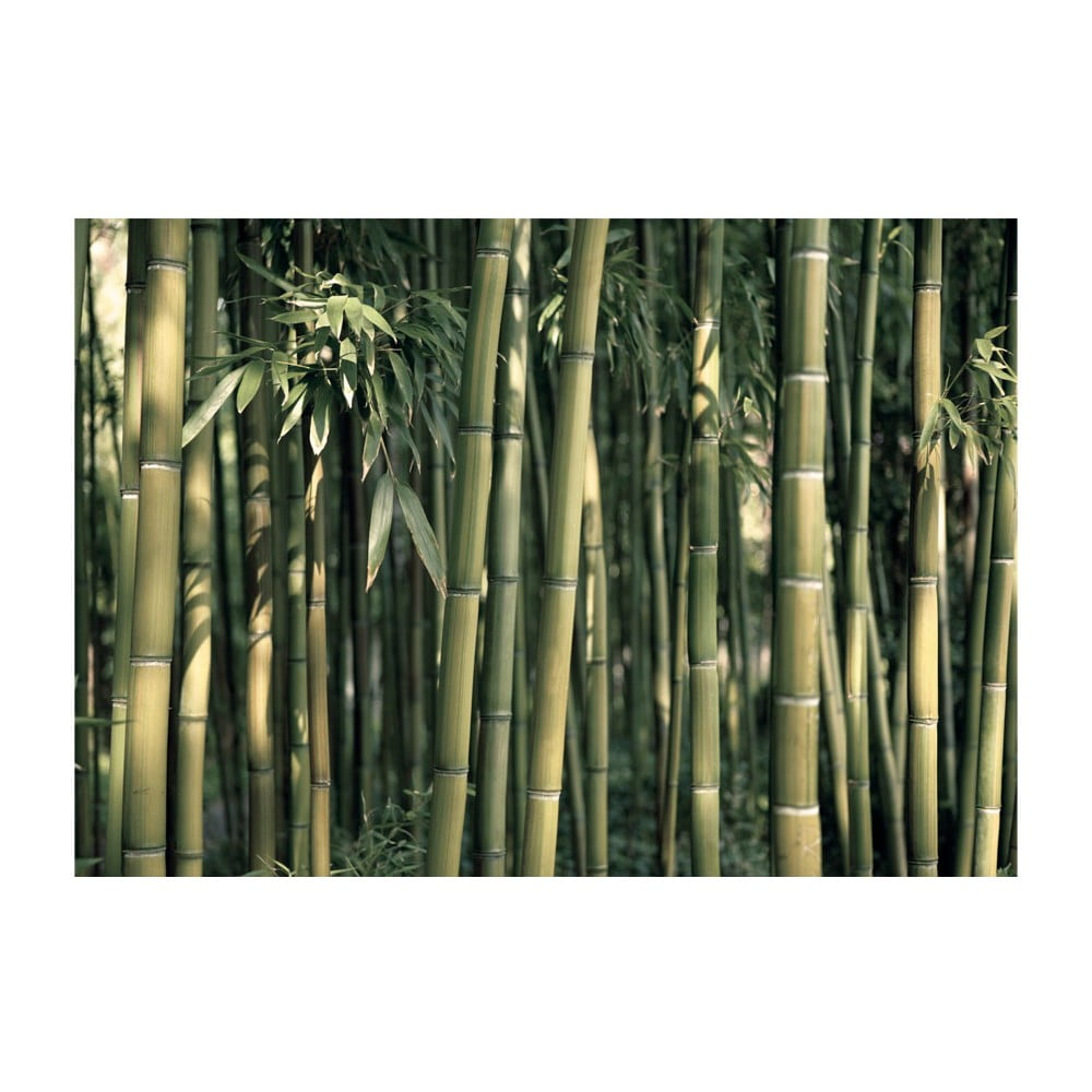 Veľkoformátová tapeta Artgeist Bamboo Exotic 400 x 280 cm